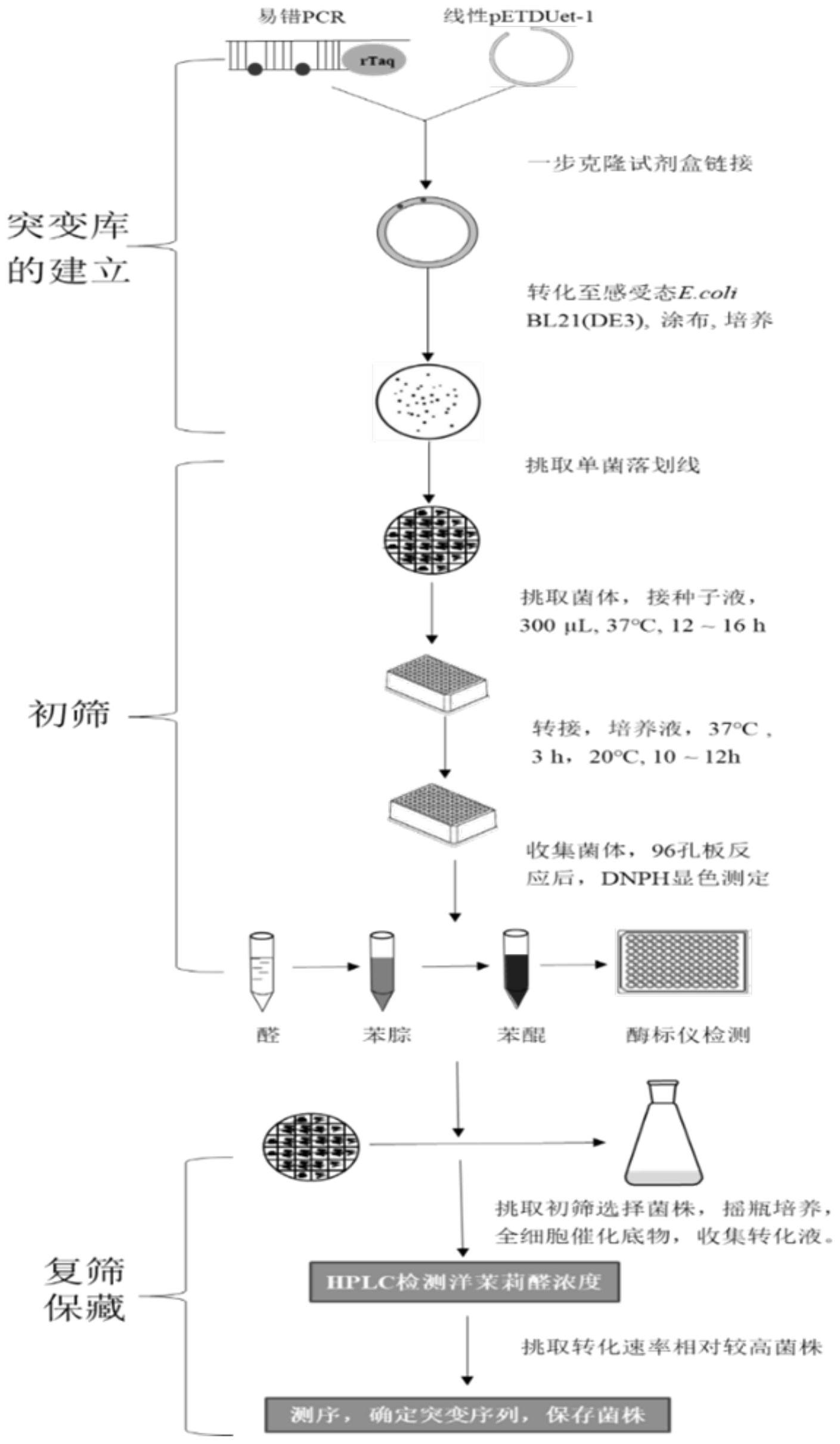 一种反式茴香脑加氧酶突变体的高通量筛选方法及突变菌株和突变体