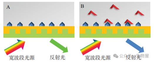 :高通量,无标记,动态成像
